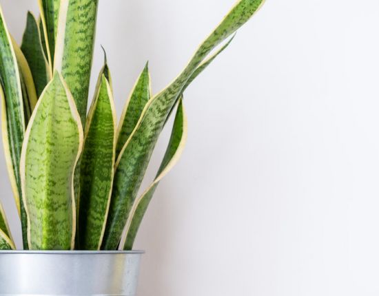 Best Plants for the Home Office or Workplace 