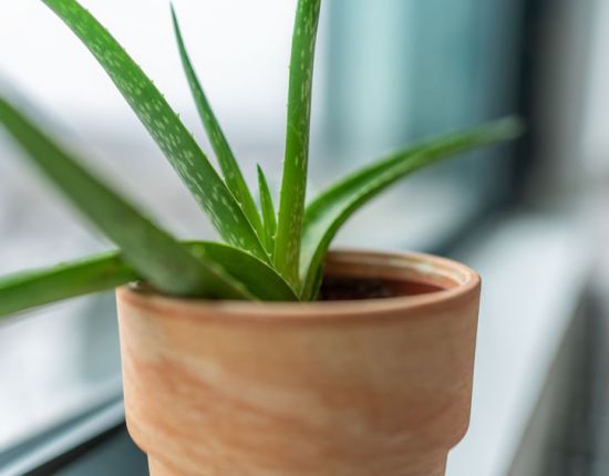 Best Plants for the Home Office or Workplace 